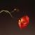 Rosemarie Yandoli-Smith's profile image
