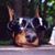 Polly Corbett's profile image