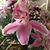 Sue Halterman-Brown's profile image