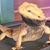 Pacific Pets's profile image