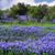 Nancy Retzlaff's profile image