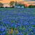 Pam Miller Ruehle's profile image