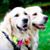 Carol Gregory Meyer's profile image
