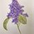Carmen Sclavi Crisco's profile image