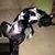 Laura J Black's profile image