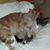 Desiree Deschaine Havee's profile image