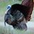 Jeffery Granger's profile image