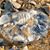 Susan Eves's profile image