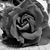 Mary Hawkins's profile image