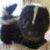 Vanessa Lanter Avalos's profile image