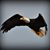 Lisa Erickson's profile image
