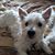 Joy Ruetz's profile image
