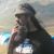 Raffaele Russo's profile image