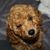 Shelly Nguyen's profile image