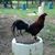 Tim Brown's profile image