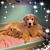 Karen Lindquist Smith's profile image