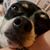 Susan Young's profile image