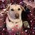 Lori Fonner-Nugent's profile image