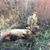 Layne Leasy's profile image