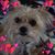 Eva Cornell's profile image