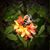 Rachel Lacy Adkins's profile image