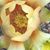 Linda Alford's profile image