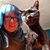 Siouxzi Donnelly's profile image