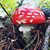 Melissa Dodds Brady's profile image
