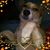 Stran Ger D Pourciau's profile image