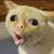 Joshua Higdon's profile image