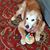 Cyndi O'Keefe Del Boccio's profile image