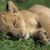 Lion Young's profile image