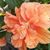 Linda Wilson's profile image