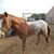 Susy Forfa's profile image