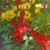 Lea Cuffe-Ludington's profile image