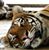 Susan Couture's profile image