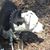 Charlene Blankenship's profile image