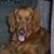 Heide Cornet Hostelley's profile image