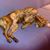 Norma Clear Phillips's profile image