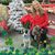 Cheryl Steckler's profile image