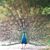 Cindy Leslie's profile image