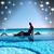 Brandi Irwin's profile image