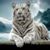 Cesar Madrigal's profile image