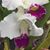 Linda Nissen's profile image