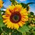 Robyn Pullen's profile image