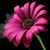Cindy Myers's profile image