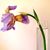 Lisa Green Santy's profile image