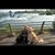 Ann Alexander Mazzei's profile image