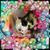 Sandra Sterken's profile image