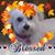 Christopher Iorio Sr.'s profile image